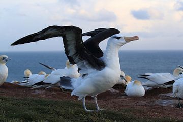 Zwartgegroefde albatros ( Thalassarche melanophris ) of Mollymawk op het eiland Helgoland Duitsland van Frank Fichtmüller