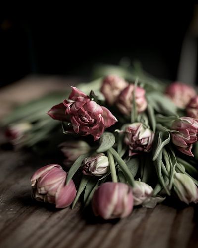 Tulpen | bildende Kunst Stillleben Farbfotografie | Wandkunst drucken