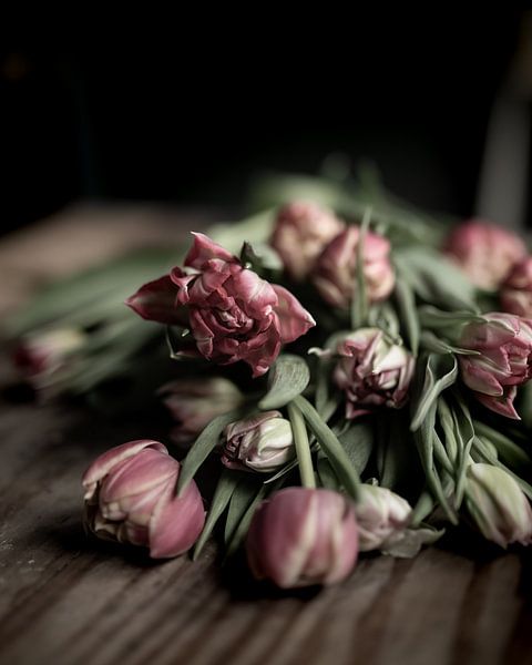 Tulips | fine art still life color photography | print wall art by Nicole Colijn