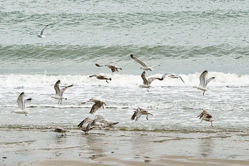 Meeuwen bij de vloedlijn