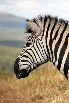 Zebra