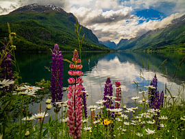 Lupines bij het meer van Willemijn Wolthaus
