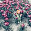 Einsame Tulpe im Tulpenfeld von Ralf Köhnke