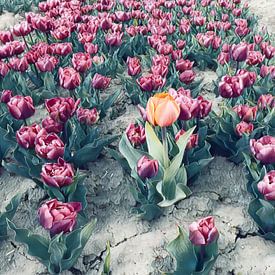 lonely tulip in tulip field by Ralf Köhnke