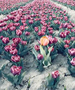 tulipe solitaire dans un champ de tulipes sur Ralf Köhnke