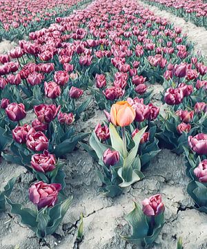 lonely tulip in tulip field
