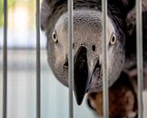 Behind bars by Marlies Gerritsen Photography thumbnail