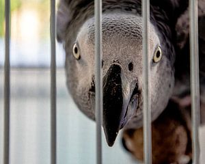 Hinter Gittern