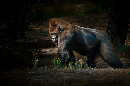 Silverback gorilla in the light of the forest
