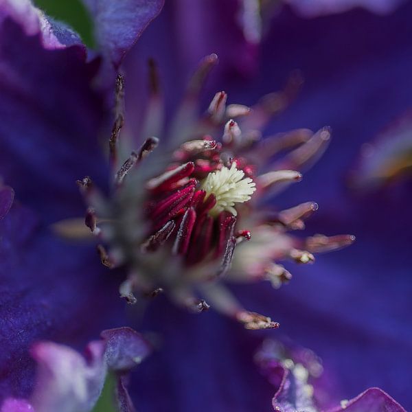 Chinesische Rose von Mario de Lijser