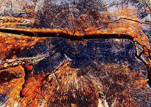 TreeScape 14