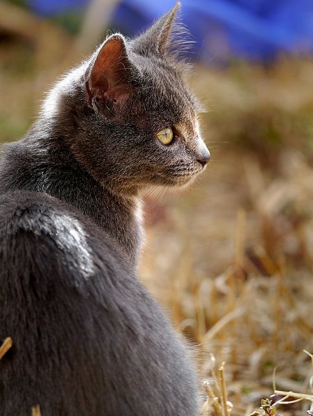 Kitten von Betty Heideman