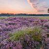 Flowering heather on the Hasselsvennen, Leende by Joep de Groot