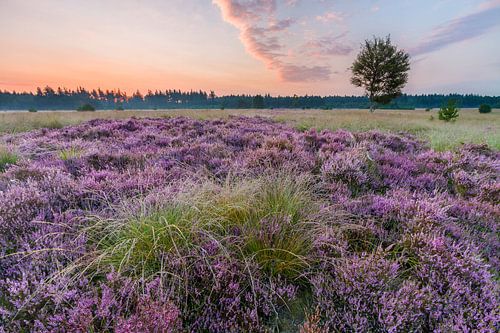 Flowering heather on the Hasselsvennen, Leende by Joep de Groot