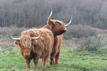 Hooglanders van Shirley Douwstra