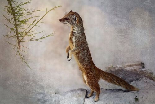 Aufstehen, aufstehen ...