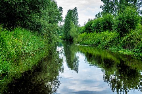 Kleine Dommel in het groen