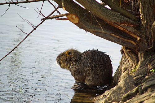 de foto toont wilde levende nutria