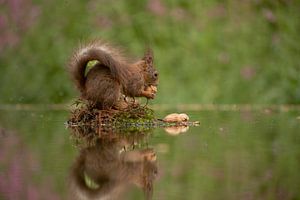Eichhörnchen mit Nuss. von Tanja van Beuningen