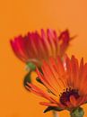 Fleur II - Blumen von Herma Egberts Miniaturansicht