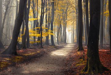 The best of the Speulderbos by Rob Visser