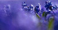 Purple beauty's