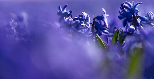 Lila Schönheit's von Urselafotografie