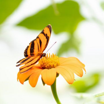 Oranje vlinder op oranje bloem van Evelyne Renske