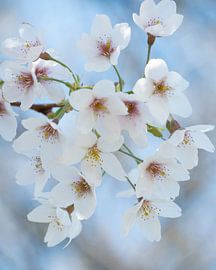 Bloesem by Sabrina Geerling