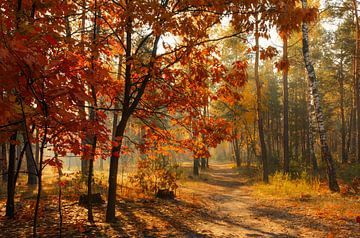 forêt d'automne ensoleillée sur Mykhailo Sherman