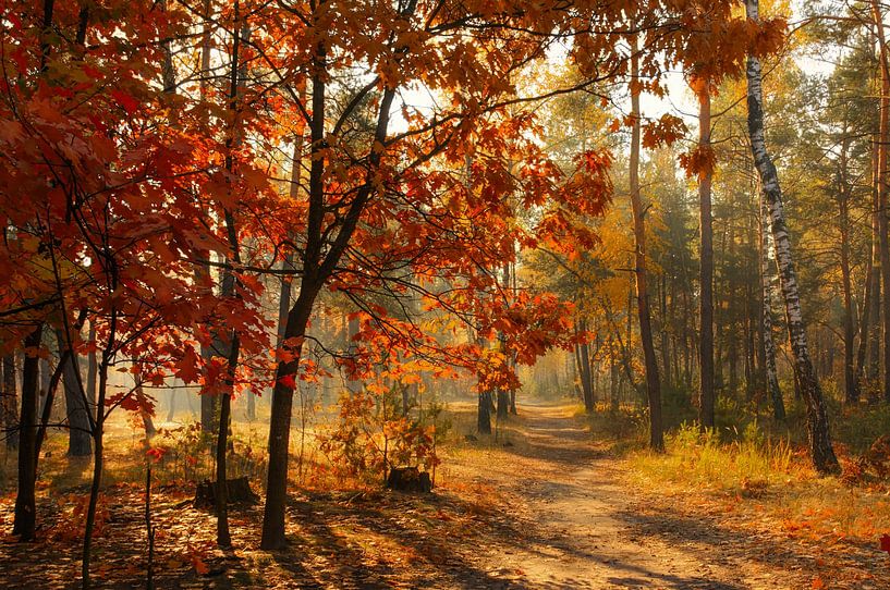 sunny autumn forest by Mykhailo Sherman