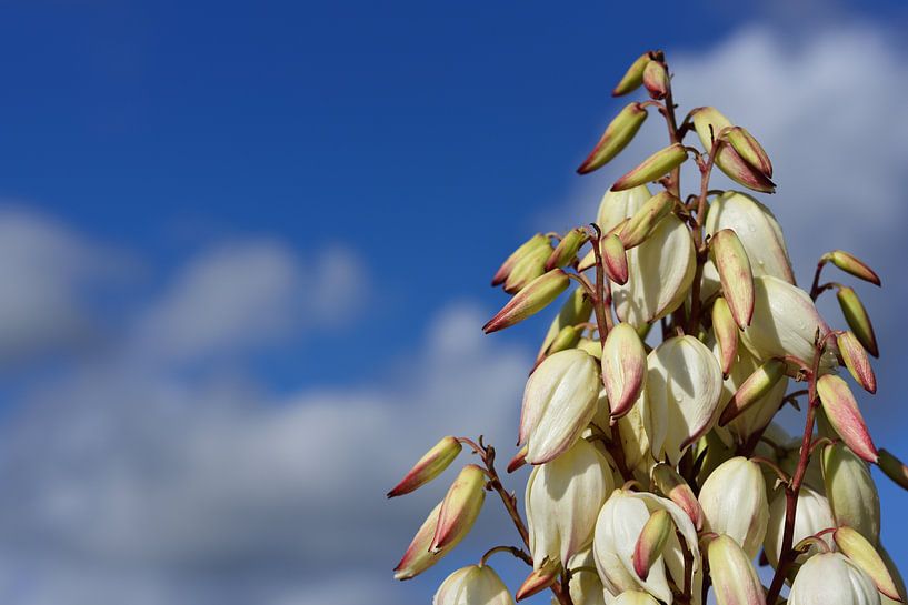 Weiße Blüten einer Palme vor blauem Himmel von Ulrike Leone