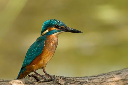 Kingfisher on a branch