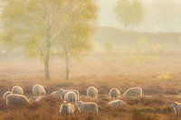 Sheep herd in a misty heath landscape