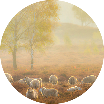 Schaapskudde in een mistig heidelandschap