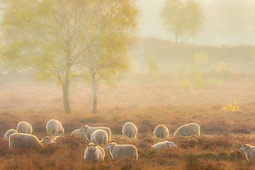 Schafherde in einer nebligen Heidelandschaft