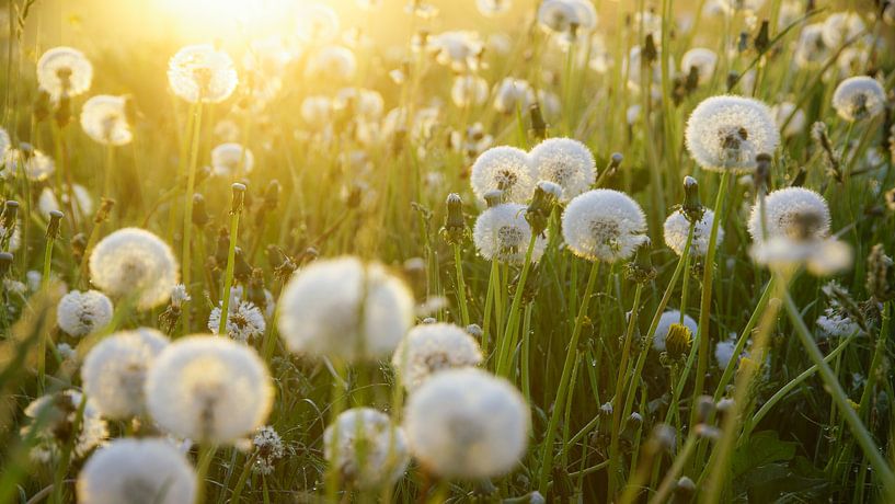 Paardenbloemen en ochtenddauw  van Dirk van Egmond