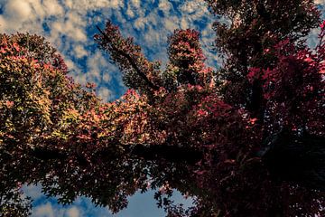 Bäume im Herbst Rotes Laub mit blauem Himmel 06 von FotoDennis.com | Werk op de Muur