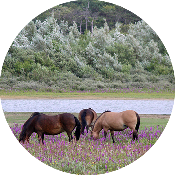 Wilde paarden bij het duinmeer van Shirley Douwstra
