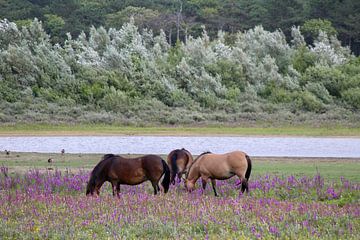 Wilde Pferde am Dünensee von Shirley Douwstra