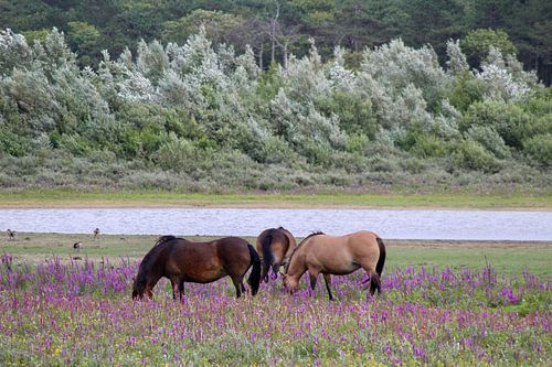 Wild horses at the dune lake