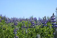 Purple field