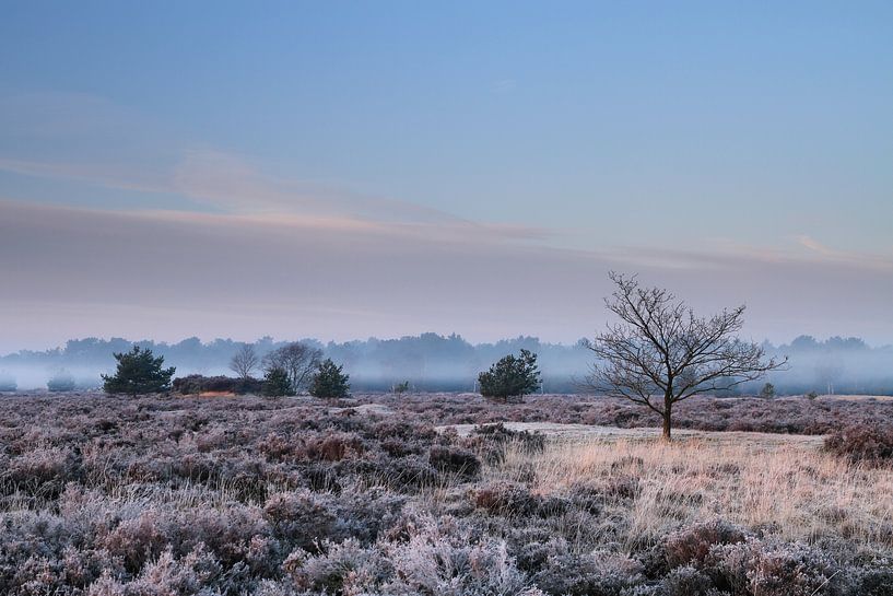 Revealed with morning dew covered heath as the fog lifts by Paul Wendels