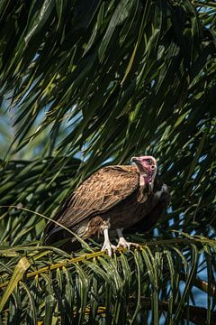 Een gier in de palmboom in Gambia van Tobias van Krieken