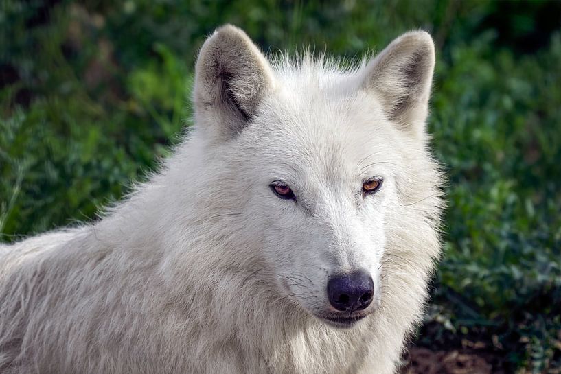 close up witte wolf van gea strucks