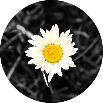 De beroemde bloem Magriet (Zwart Wit) van Be More Outdoor