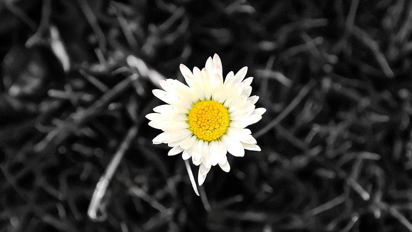 De beroemde bloem Magriet (Zwart Wit) van Be More Outdoor