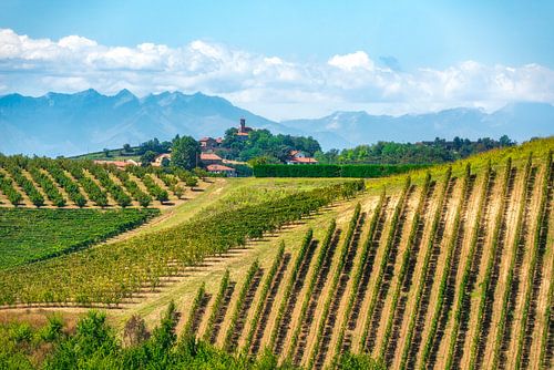 Monferrato vineyards near Penango with San Vittore church, Italy
