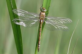 Groene glazenmaker sur Hans Hendriks