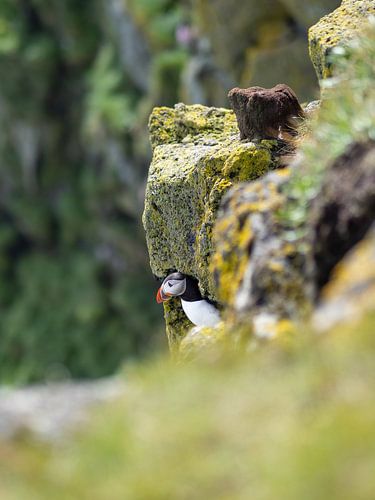 Puffin in front of its burrow in the cliffs of Cape Ingolfshofdi, Iceland